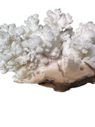 A small, delicate white coral sculpture with a cluster of short, upright branches. The structure is asymmetrical and intricate, featuring a porous, sponge-like surface texture and a jagged, irregular base.