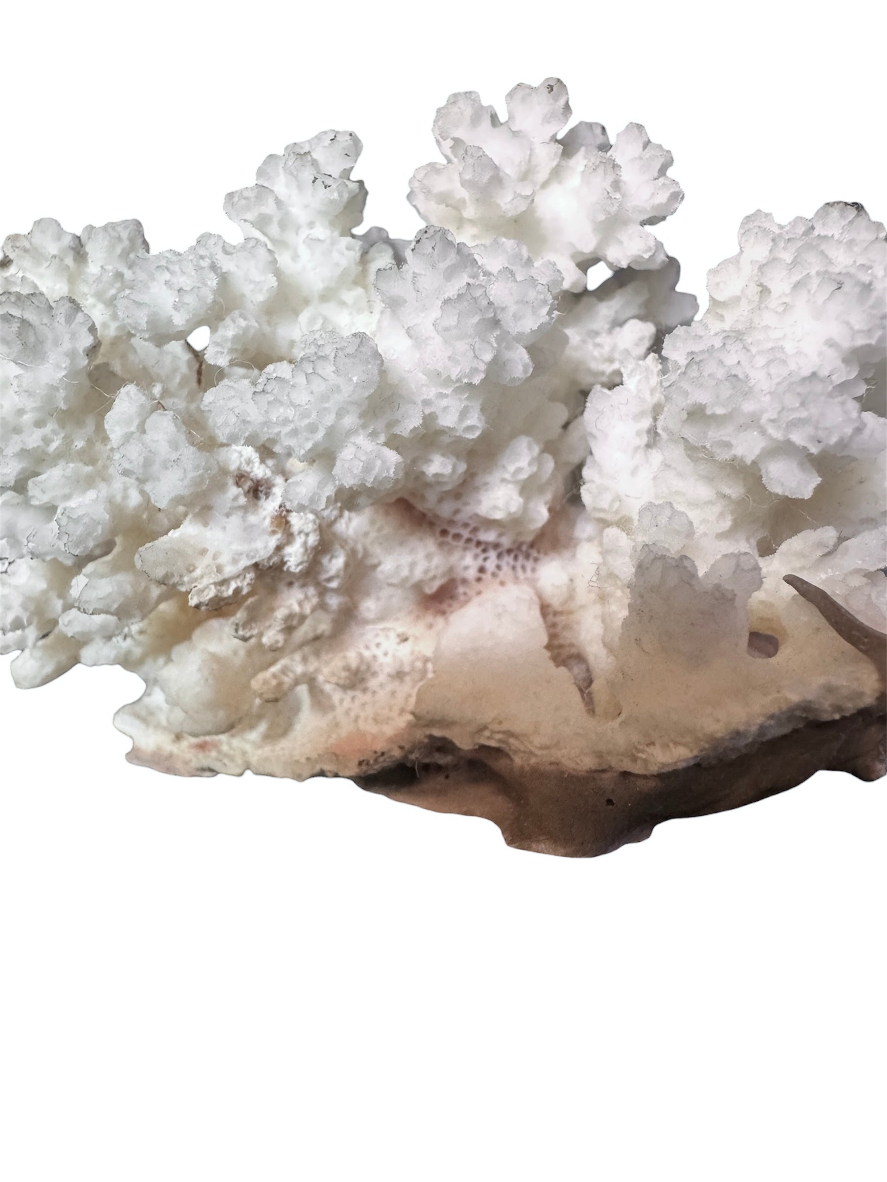 A small, delicate white coral sculpture with a cluster of short, upright branches. The structure is asymmetrical and intricate, featuring a porous, sponge-like surface texture and a jagged, irregular base.