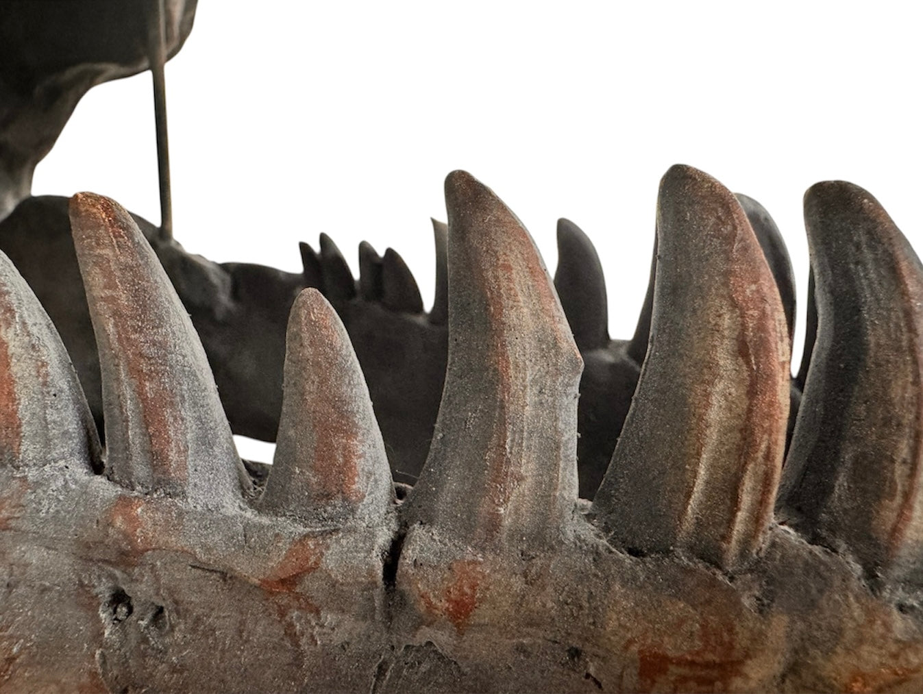 a pair of matching Tyrannosaurus Rex skull sculptures facing inward toward each other against a solid white background. The resin or stone-like replicas are realistically detailed with a weathered, dark gray and brownish-rust finish. Both skulls are sculpted with their jaws wide open, showcasing rows of sharp, pointed teeth with stained orange and brown tips. The skull on the left is angled slightly to the right, and the skull on the right is angled slightly to the left, creating a symmetrical presentation.