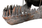 a pair of matching Tyrannosaurus Rex skull sculptures facing inward toward each other against a solid white background. The resin or stone-like replicas are realistically detailed with a weathered, dark gray and brownish-rust finish. Both skulls are sculpted with their jaws wide open, showcasing rows of sharp, pointed teeth with stained orange and brown tips. The skull on the left is angled slightly to the right, and the skull on the right is angled slightly to the left, creating a symmetrical presentation.