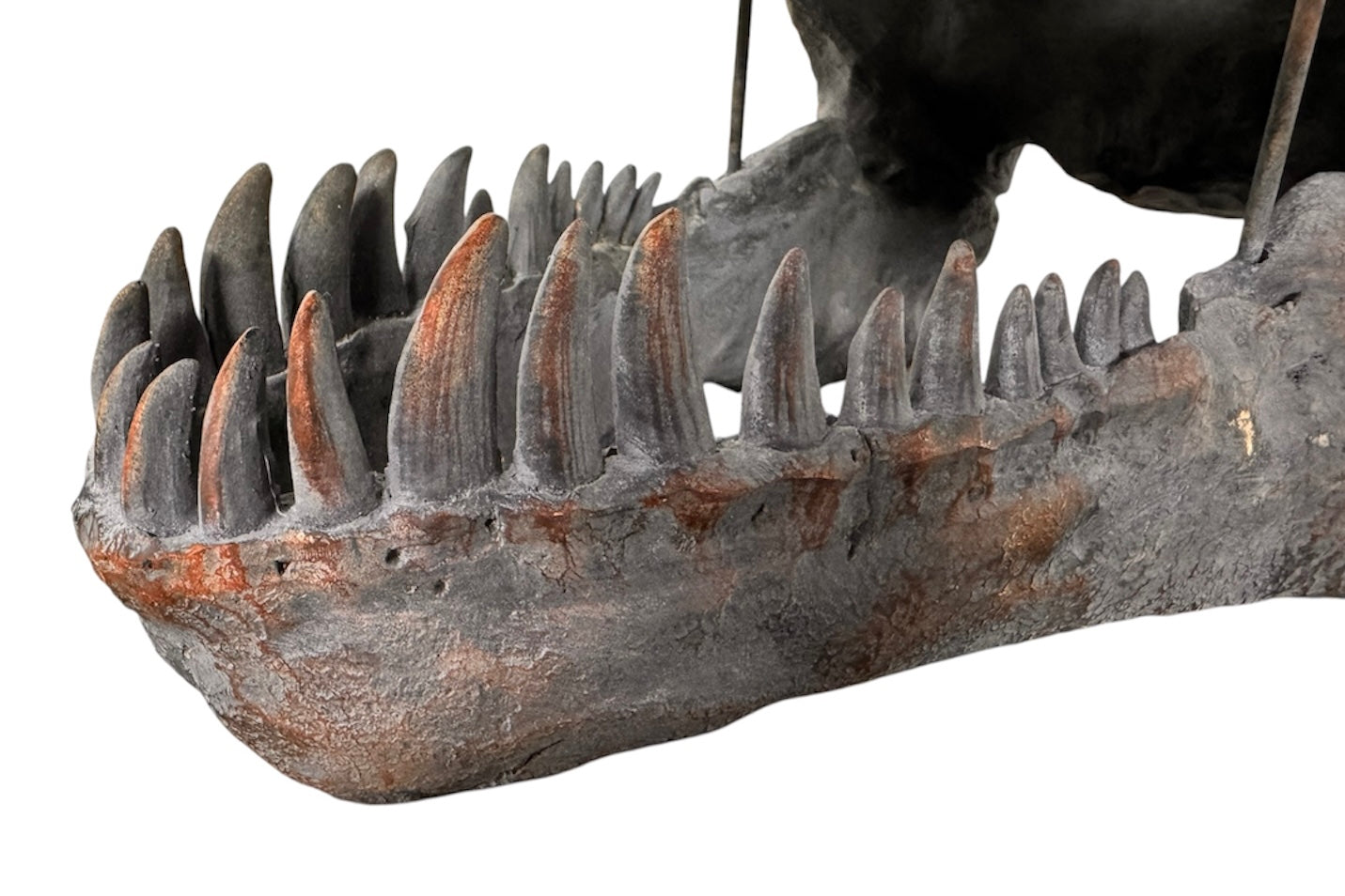 a pair of matching Tyrannosaurus Rex skull sculptures facing inward toward each other against a solid white background. The resin or stone-like replicas are realistically detailed with a weathered, dark gray and brownish-rust finish. Both skulls are sculpted with their jaws wide open, showcasing rows of sharp, pointed teeth with stained orange and brown tips. The skull on the left is angled slightly to the right, and the skull on the right is angled slightly to the left, creating a symmetrical presentation.