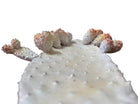 A white and orange, glazed ceramic platter in the shape of a prickly pear cactus pad with attached prickly pear fruit. The surface has raised dots representing spines. 