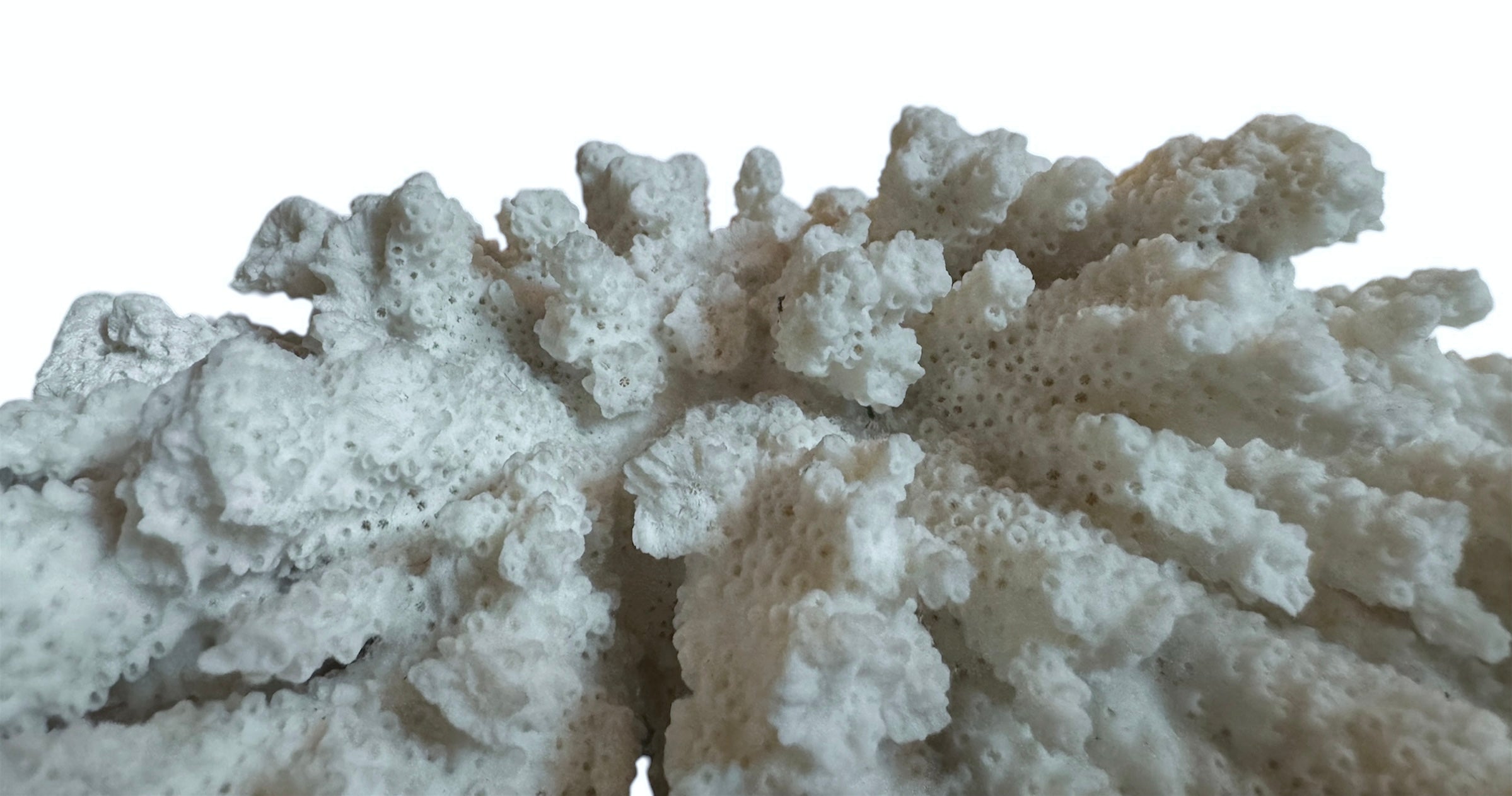 A wide, branching white coral sculpture with a thick central base and flattened, fan-like extensions. The texture is porous and rough, featuring jagged edges and irregular, bumpy ridges across its surface.