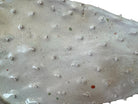A white and green, glazed ceramic platter in the shape of a prickly pear cactus pad with attached prickly pear fruit. The surface has raised dots representing spines. 