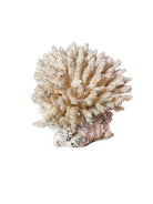 A detailed cream-colored coral sculpture resembling a classic staghorn coral. Numerous small, thin branches radiate upward and outward from a solid base embedded with tiny shells. The surface is densely covered in fine, petal-like scales.
