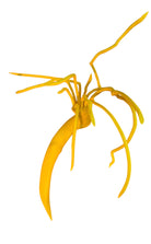 A bright yellow abstract sculpture depicting a calamari with a thick base and several thin, curving, branch-like extensions.