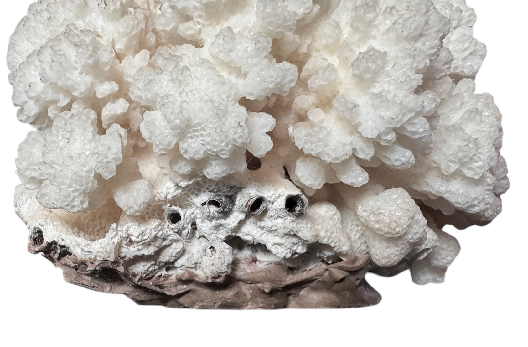 A rounded, cauliflower-like coral sculpture in an off-white hue. It consists of several tightly packed, bulbous lobes with a highly granular, pebbled texture that creates a soft, cloud-like appearance.