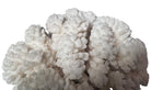 A rounded, cauliflower-like coral sculpture in an off-white hue. It consists of several tightly packed, bulbous lobes with a highly granular, pebbled texture that creates a soft, cloud-like appearance.