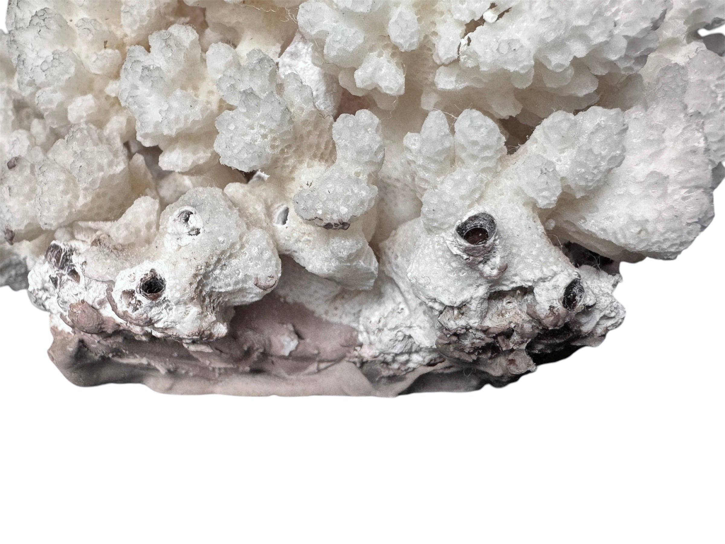 A rounded, cauliflower-like coral sculpture in an off-white hue. It consists of several tightly packed, bulbous lobes with a highly granular, pebbled texture that creates a soft, cloud-like appearance.