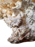A detailed cream-colored coral sculpture resembling a classic staghorn coral. Numerous small, thin branches radiate upward and outward from a solid base embedded with tiny shells. The surface is densely covered in fine, petal-like scales.