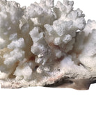 A small, delicate white coral sculpture with a cluster of short, upright branches. The structure is asymmetrical and intricate, featuring a porous, sponge-like surface texture and a jagged, irregular base.