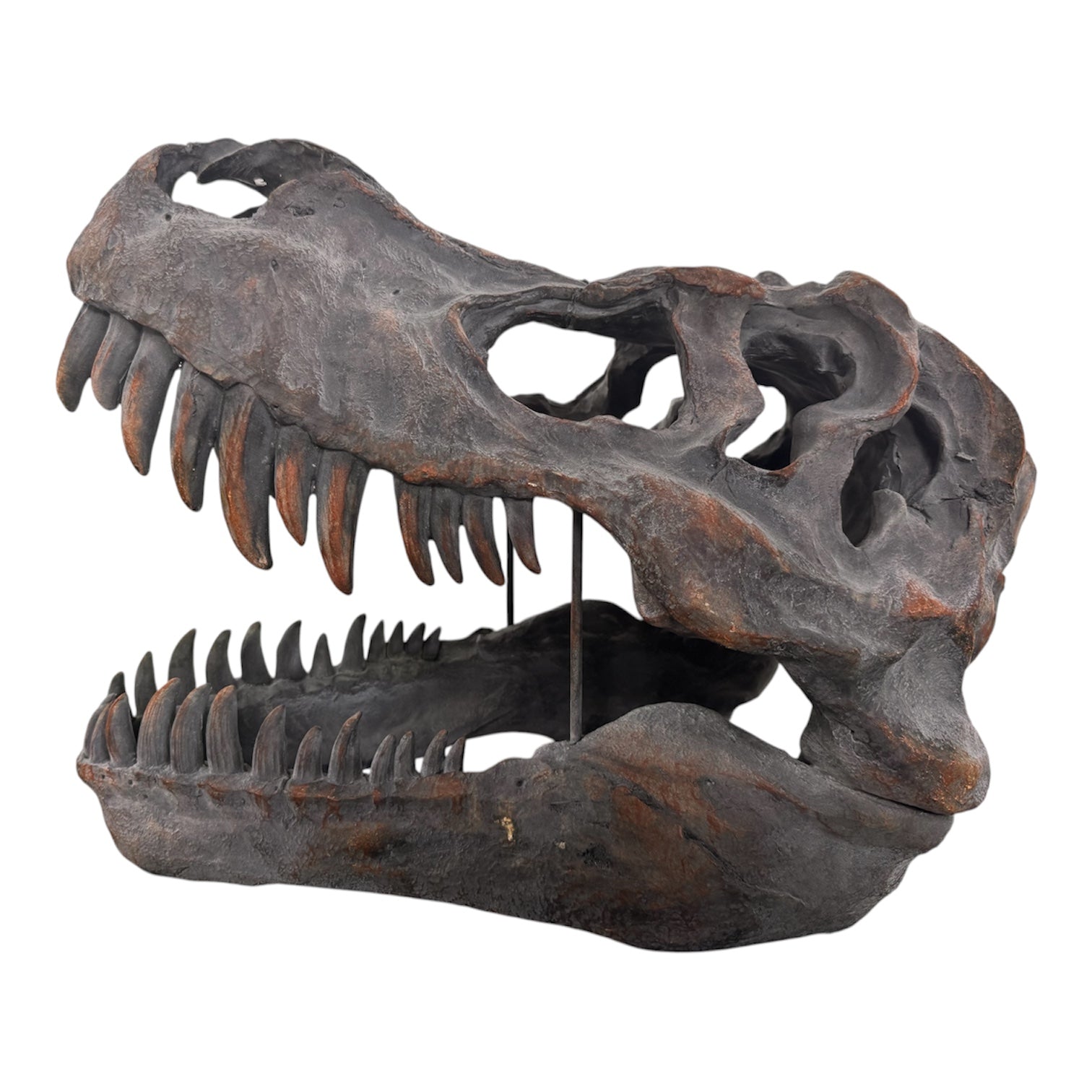 a pair of matching Tyrannosaurus Rex skull sculptures facing inward toward each other against a solid white background. The resin or stone-like replicas are realistically detailed with a weathered, dark gray and brownish-rust finish. Both skulls are sculpted with their jaws wide open, showcasing rows of sharp, pointed teeth with stained orange and brown tips. The skull on the left is angled slightly to the right, and the skull on the right is angled slightly to the left, creating a symmetrical presentation.