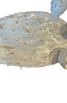 A white glazed ceramic platter in the shape of a prickly pear cactus pad with attached prickly pear fruit. The surface has raised dots representing spines