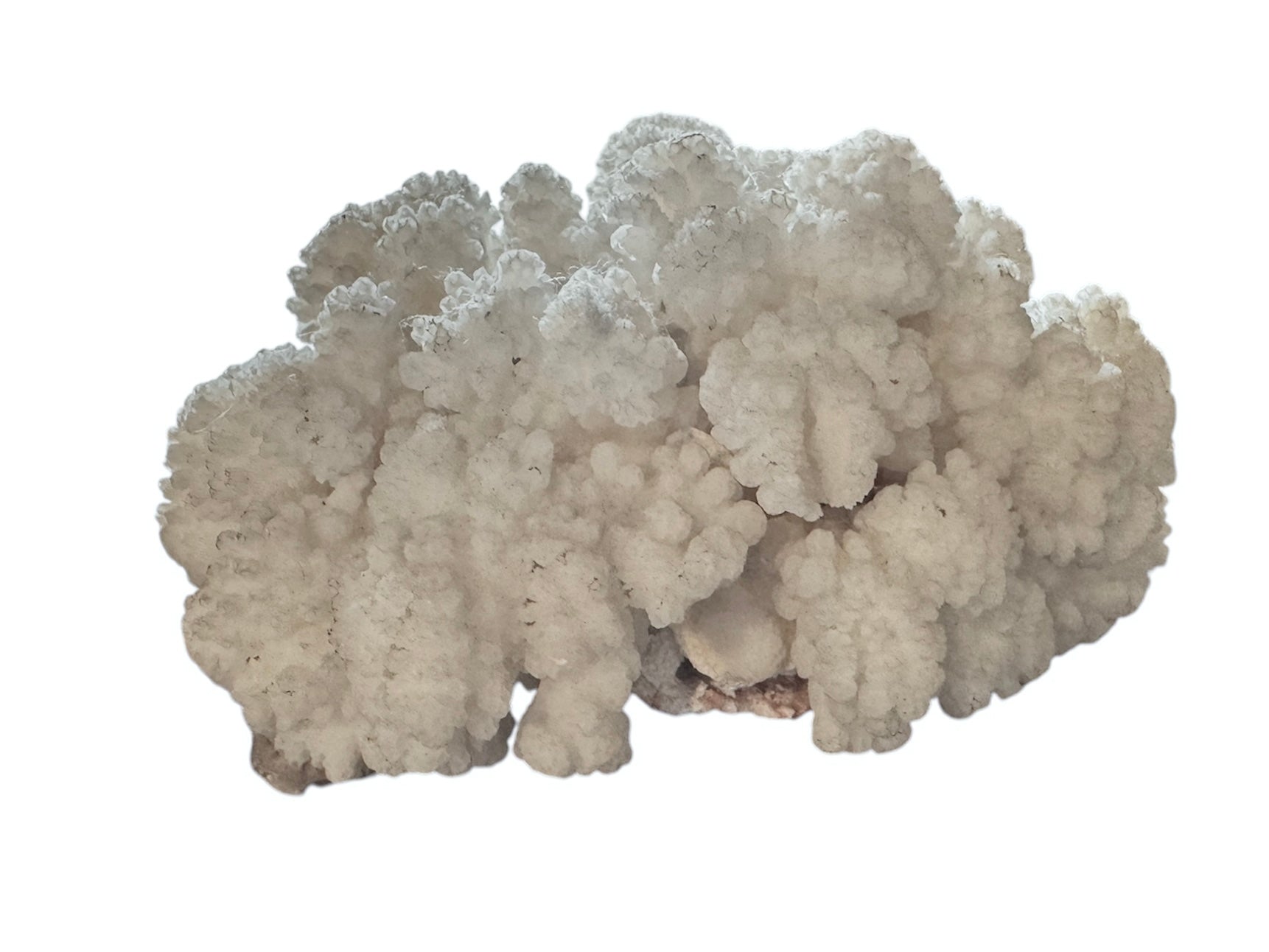 A dense, mounded white coral sculpture with a heavy, cauliflower-style growth pattern. The lobes are closely bunched together, covered in tiny, uniform bumps that give the piece a fuzzy or frosted visual texture.