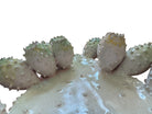 A white and green, glazed ceramic platter in the shape of a prickly pear cactus pad with attached prickly pear fruit. The surface has raised dots representing spines. 