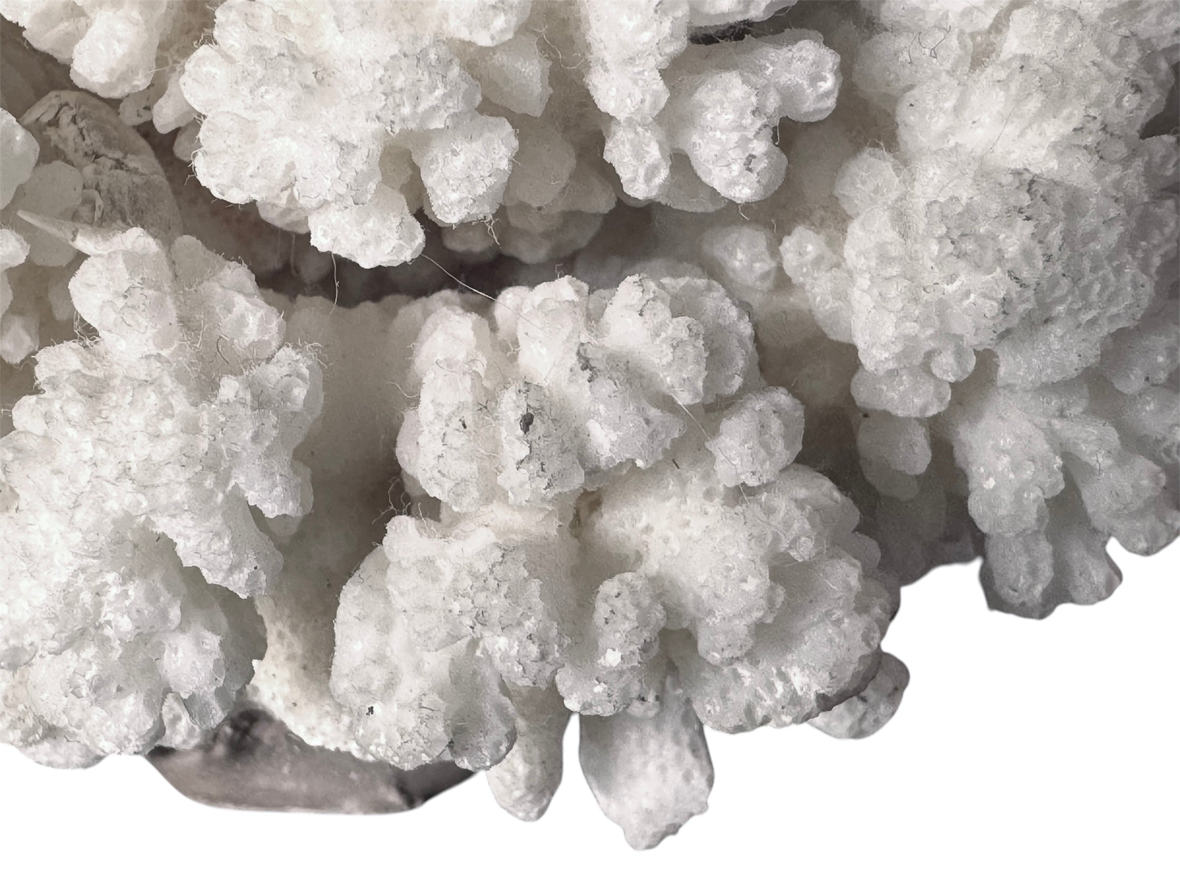 A rounded, cauliflower-like coral sculpture in an off-white hue. It consists of several tightly packed, bulbous lobes with a highly granular, pebbled texture that creates a soft, cloud-like appearance.