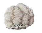 A rounded, cauliflower-like coral sculpture in an off-white hue. It consists of several tightly packed, bulbous lobes with a highly granular, pebbled texture that creates a soft, cloud-like appearance.