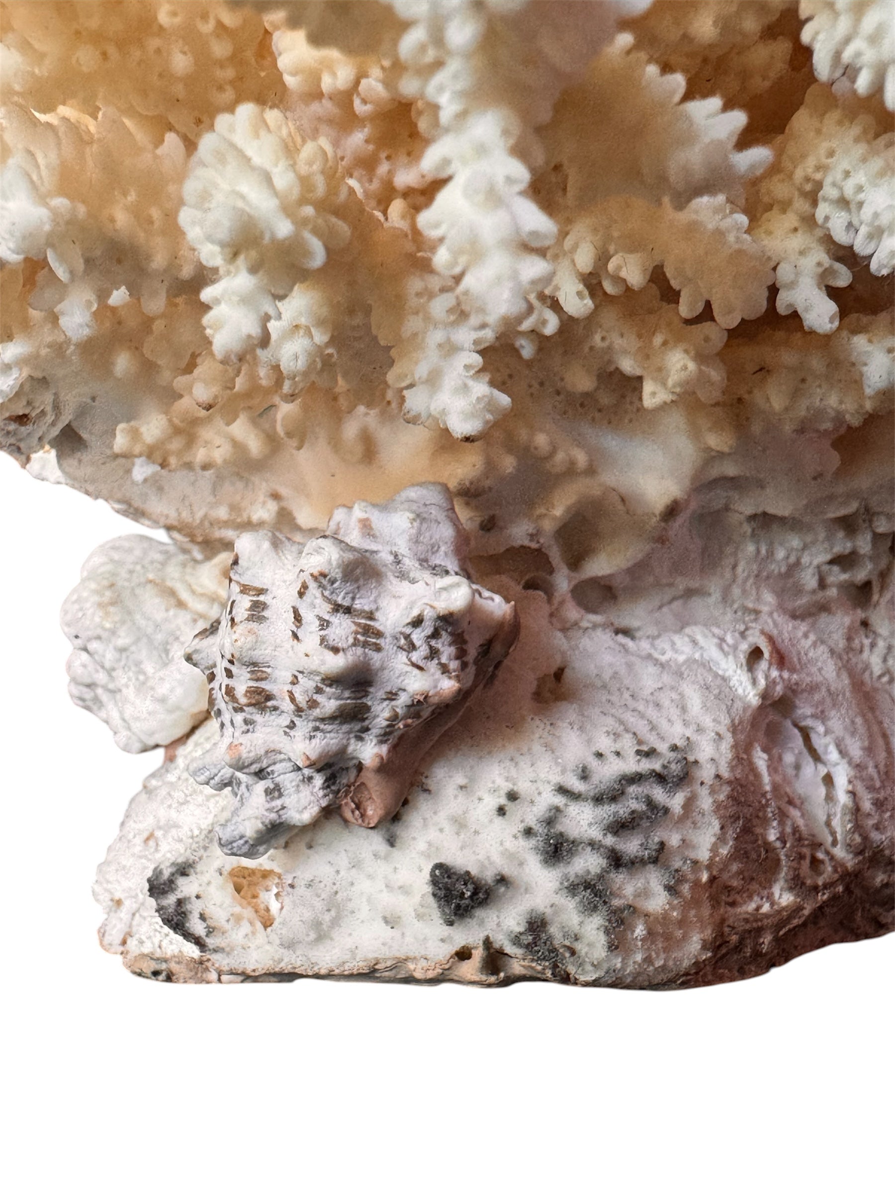 A detailed cream-colored coral sculpture resembling a classic staghorn coral. Numerous small, thin branches radiate upward and outward from a solid base embedded with tiny shells. The surface is densely covered in fine, petal-like scales.