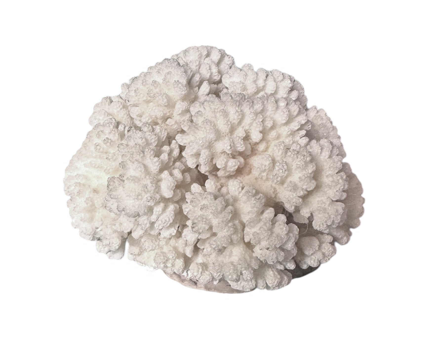 A rounded, cauliflower-like coral sculpture in an off-white hue. It consists of several tightly packed, bulbous lobes with a highly granular, pebbled texture that creates a soft, cloud-like appearance.