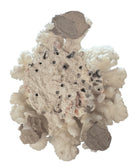A dense, mounded white coral sculpture with a heavy, cauliflower-style growth pattern. The lobes are closely bunched together, covered in tiny, uniform bumps that give the piece a fuzzy or frosted visual texture.