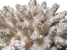 A detailed cream-colored coral sculpture resembling a classic staghorn coral. Numerous small, thin branches radiate upward and outward from a solid base embedded with tiny shells. The surface is densely covered in fine, petal-like scales.