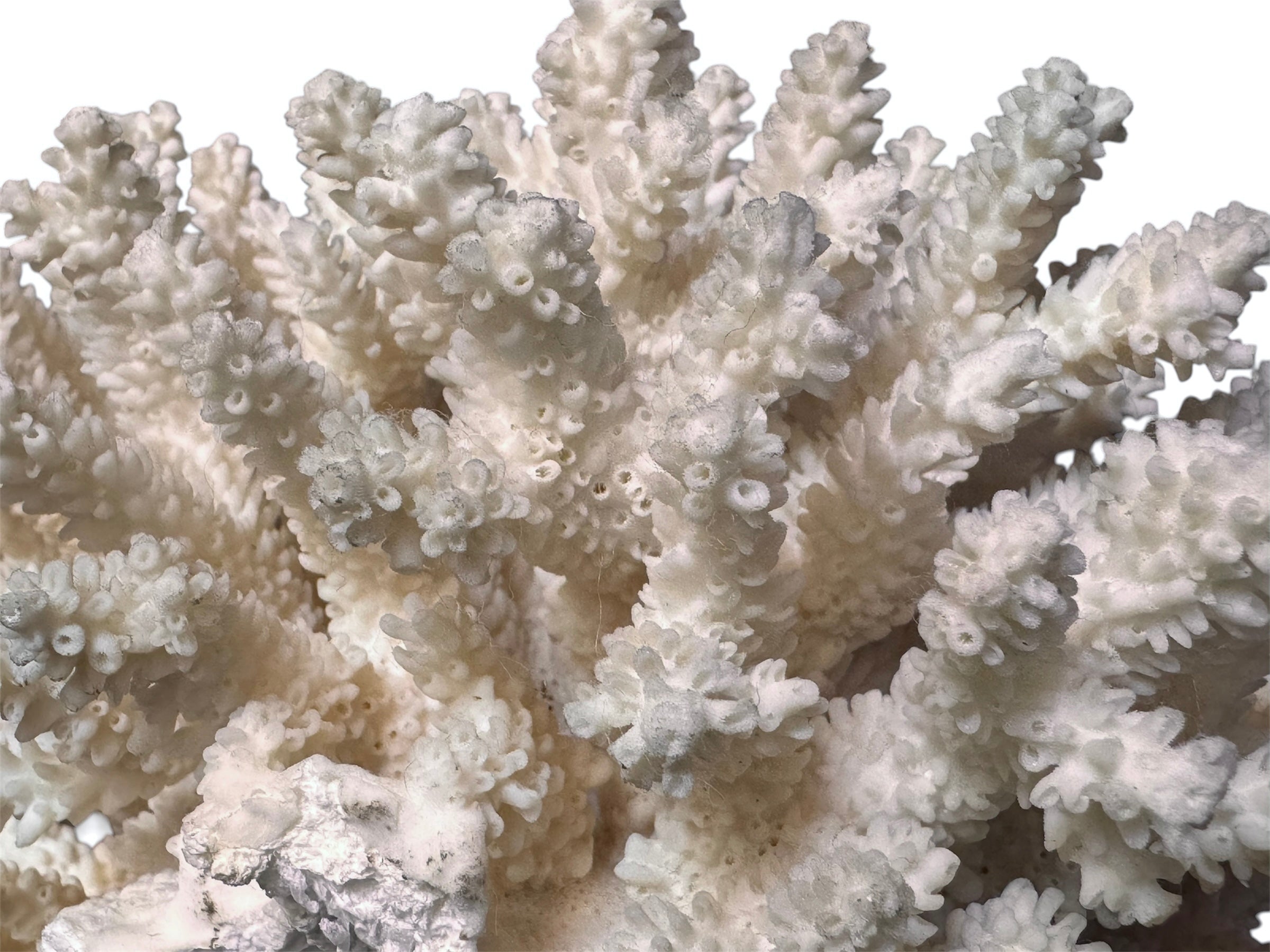 A detailed cream-colored coral sculpture resembling a classic staghorn coral. Numerous small, thin branches radiate upward and outward from a solid base embedded with tiny shells. The surface is densely covered in fine, petal-like scales.