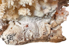 A detailed cream-colored coral sculpture resembling a classic staghorn coral. Numerous small, thin branches radiate upward and outward from a solid base embedded with tiny shells. The surface is densely covered in fine, petal-like scales.