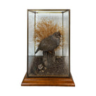 wood

Vintage

taxidermy

Table Top

quail

feathers

Cloche

birds

bird

art under 1000

Art

Vintage Quail Taxidermy Cloche

Vintage Quail Taxidermy

Quail Taxidermy Cloche

Vintage Taxidermy Cloche

Quail Taxidermy

vintage cloche

nature

austin taxidermy

austin quail taxidermy

quail taxidermy austin

