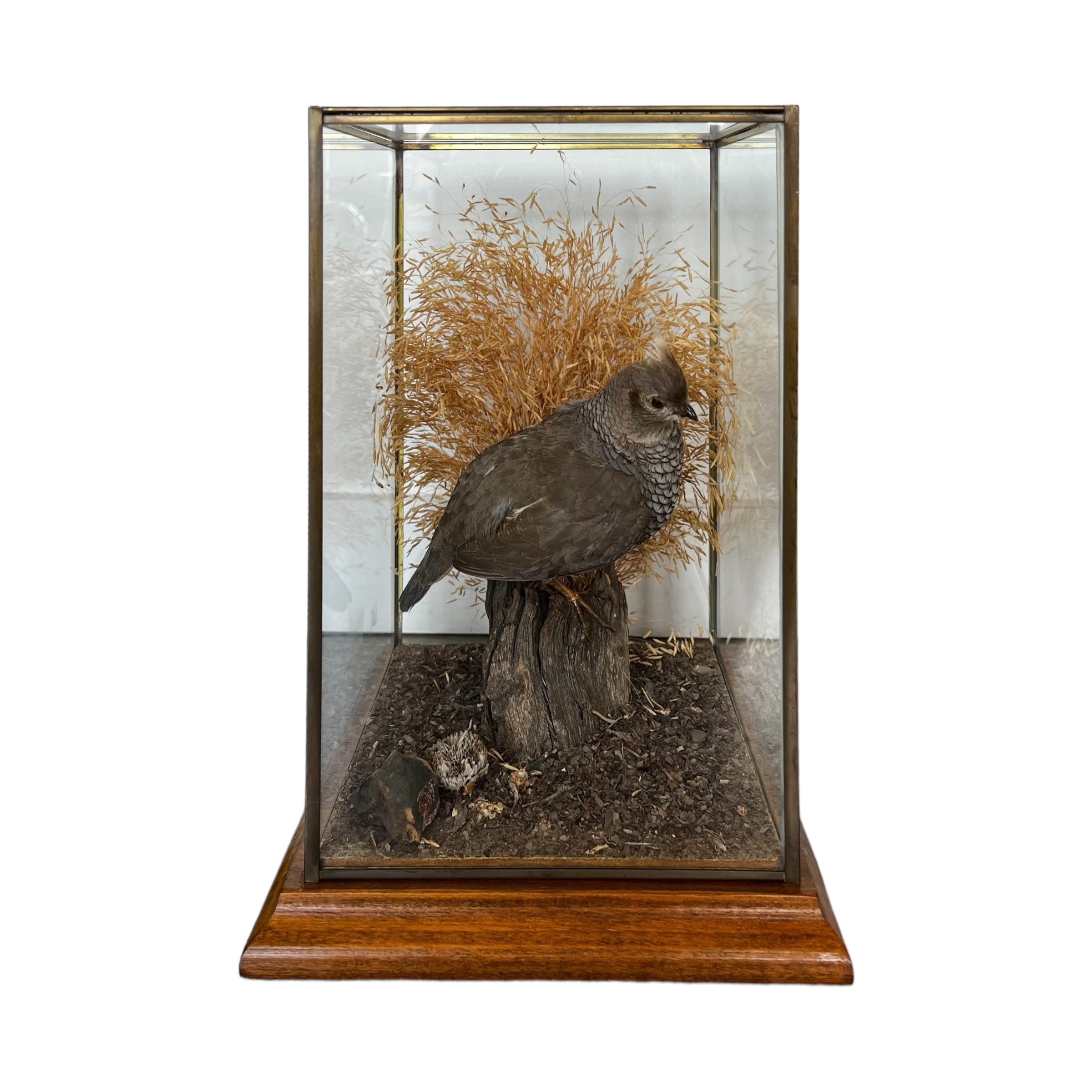 wood

Vintage

taxidermy

Table Top

quail

feathers

Cloche

birds

bird

art under 1000

Art

Vintage Quail Taxidermy Cloche

Vintage Quail Taxidermy

Quail Taxidermy Cloche

Vintage Taxidermy Cloche

Quail Taxidermy

vintage cloche

nature

austin taxidermy

austin quail taxidermy

quail taxidermy austin

