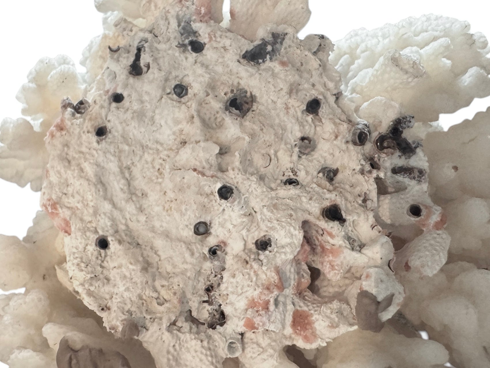 A dense, mounded white coral sculpture with a heavy, cauliflower-style growth pattern. The lobes are closely bunched together, covered in tiny, uniform bumps that give the piece a fuzzy or frosted visual texture.