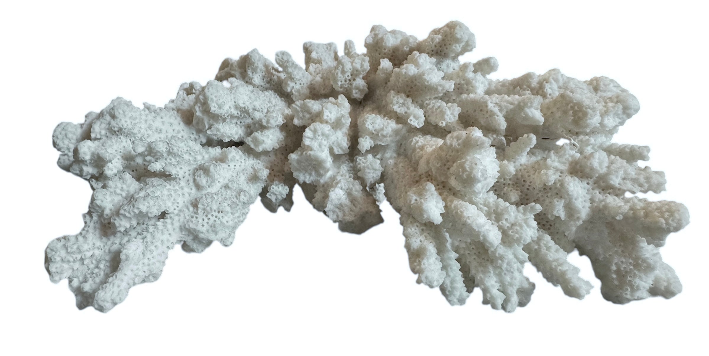 A wide, branching white coral sculpture with a thick central base and flattened, fan-like extensions. The texture is porous and rough, featuring jagged edges and irregular, bumpy ridges across its surface.