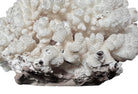 A rounded, cauliflower-like coral sculpture in an off-white hue. It consists of several tightly packed, bulbous lobes with a highly granular, pebbled texture that creates a soft, cloud-like appearance.