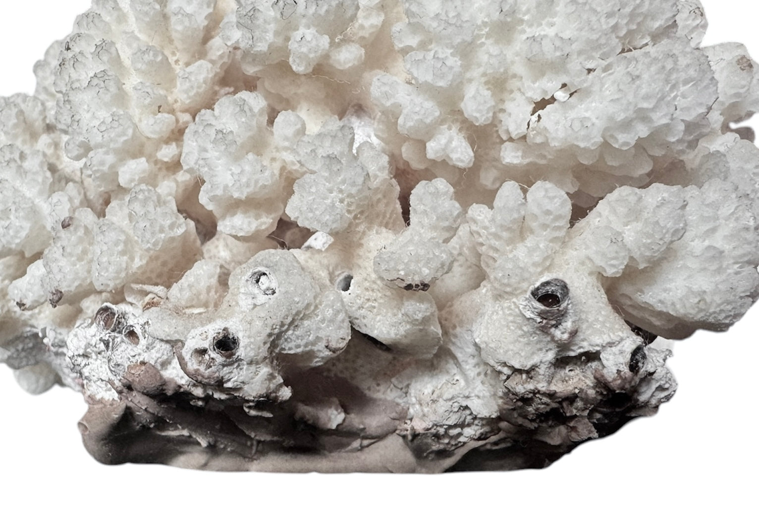 A rounded, cauliflower-like coral sculpture in an off-white hue. It consists of several tightly packed, bulbous lobes with a highly granular, pebbled texture that creates a soft, cloud-like appearance.