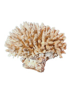 A detailed cream-colored coral sculpture resembling a classic staghorn coral. Numerous small, thin branches radiate upward and outward from a solid base embedded with tiny shells. The surface is densely covered in fine, petal-like scales.