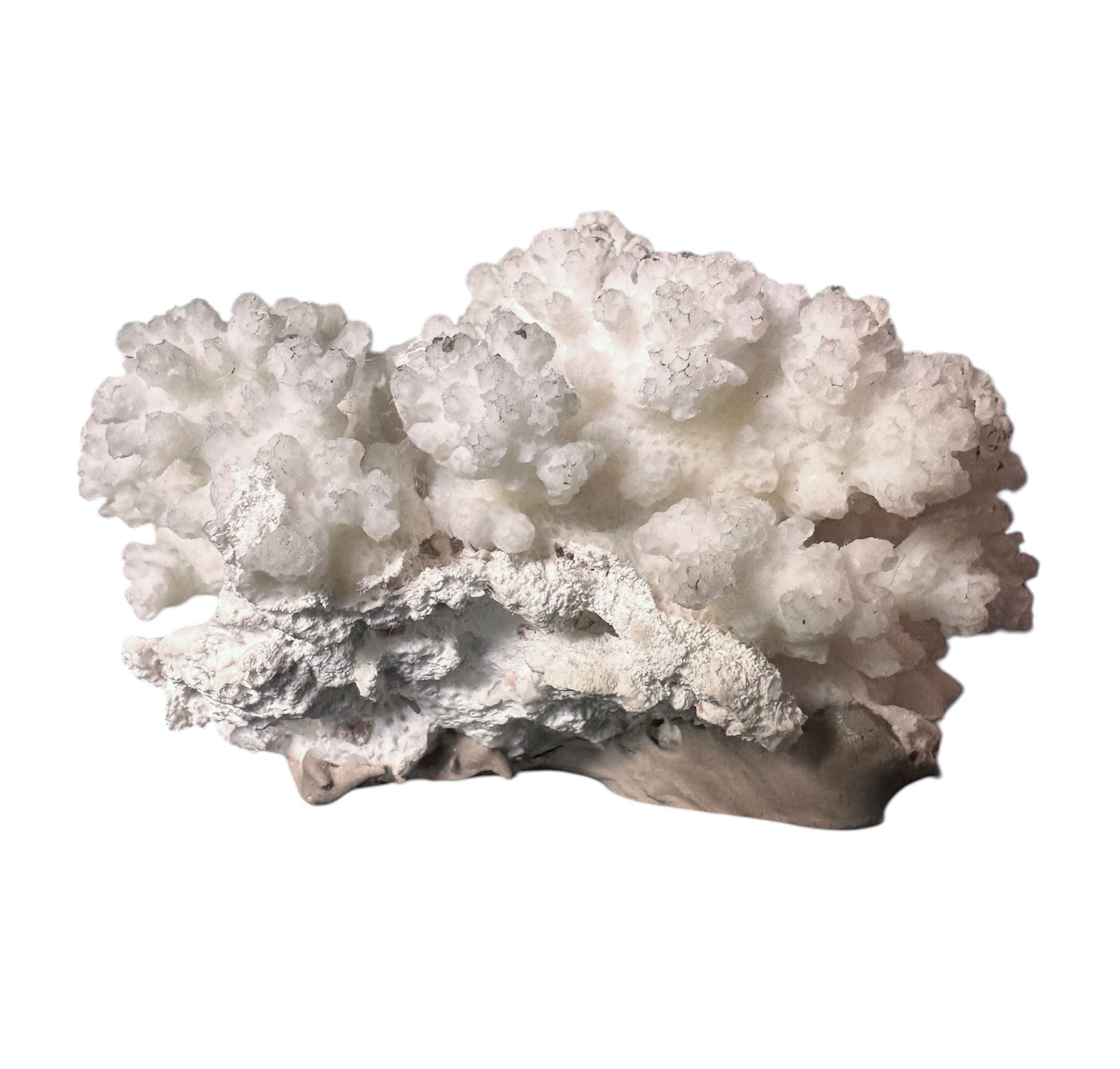 A small, delicate white coral sculpture with a cluster of short, upright branches. The structure is asymmetrical and intricate, featuring a porous, sponge-like surface texture and a jagged, irregular base.