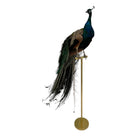 taxidermy peacock austin
Vintage
Blue_Peacock_Taxidermy_Bird_Mount
vibrant

taxidermy

Sculpture

sculptural

Plumes

peacock taxidermy

peacock

mounted

male

living room

Large art

iridescence

Home

feathers

decorative

charming

Brass

Boho

bohemian

blue and green

Blue

birds

bird
taxidermy peacock austin
Art
austin taxidermy peacock
austin taxidermy
