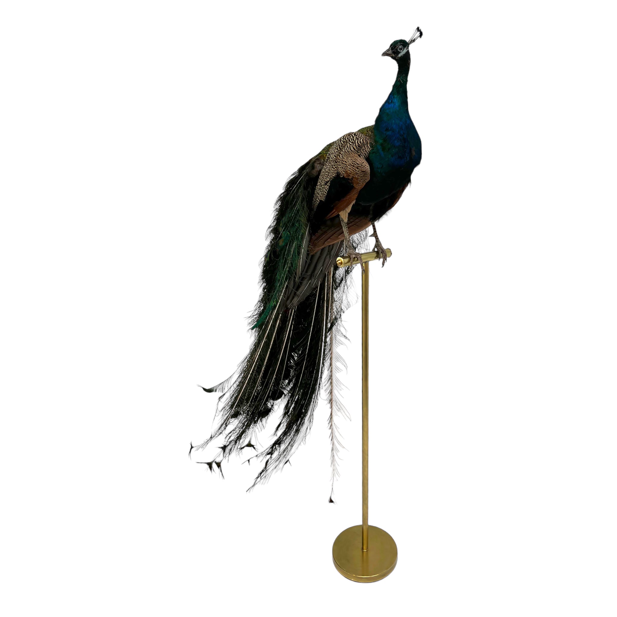 taxidermy peacock austin
Vintage
Blue_Peacock_Taxidermy_Bird_Mount
vibrant

taxidermy

Sculpture

sculptural

Plumes

peacock taxidermy

peacock

mounted

male

living room

Large art

iridescence

Home

feathers

decorative

charming

Brass

Boho

bohemian

blue and green

Blue

birds

bird
taxidermy peacock austin
Art
austin taxidermy peacock
austin taxidermy
