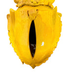 a large, high-gloss ceramic sculpture by Enza Fasano, shaped like a stylized beetle. The entire piece is finished in a warm, honey-yellow glaze. The beetle features prominent, curved mandibles at the front, a textured "collar" area, and a rounded, shell-like body with decorative ridges along the edges. The surface is smooth and reflective, catching the light across its organic contours.