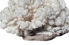 A rounded, cauliflower-like coral sculpture in an off-white hue. It consists of several tightly packed, bulbous lobes with a highly granular, pebbled texture that creates a soft, cloud-like appearance.