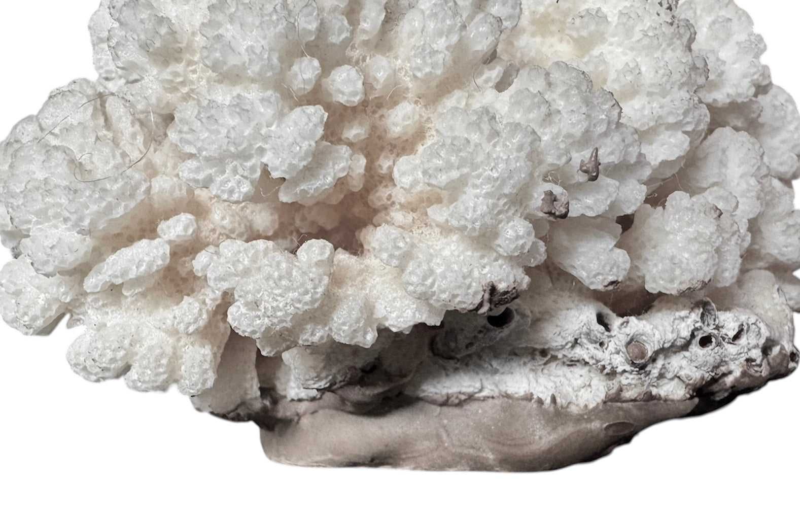 A rounded, cauliflower-like coral sculpture in an off-white hue. It consists of several tightly packed, bulbous lobes with a highly granular, pebbled texture that creates a soft, cloud-like appearance.