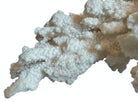A wide, branching white coral sculpture with a thick central base and flattened, fan-like extensions. The texture is porous and rough, featuring jagged edges and irregular, bumpy ridges across its surface.