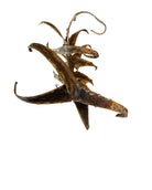 Mid-century Brutalist sculpture made of brass and bronze, depicting a stylized plant with textured, oxidized surfaces.