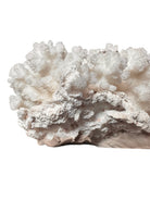 A small, delicate white coral sculpture with a cluster of short, upright branches. The structure is asymmetrical and intricate, featuring a porous, sponge-like surface texture and a jagged, irregular base.