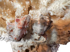 A detailed cream-colored coral sculpture resembling a classic staghorn coral. Numerous small, thin branches radiate upward and outward from a solid base embedded with tiny shells. The surface is densely covered in fine, petal-like scales.