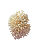 A detailed cream-colored coral sculpture resembling a classic staghorn coral. Numerous small, thin branches radiate upward and outward from a solid base embedded with tiny shells. The surface is densely covered in fine, petal-like scales.