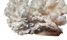 A small, delicate white coral sculpture with a cluster of short, upright branches. The structure is asymmetrical and intricate, featuring a porous, sponge-like surface texture and a jagged, irregular base.