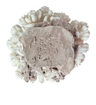 A rounded, cauliflower-like coral sculpture in an off-white hue. It consists of several tightly packed, bulbous lobes with a highly granular, pebbled texture that creates a soft, cloud-like appearance.