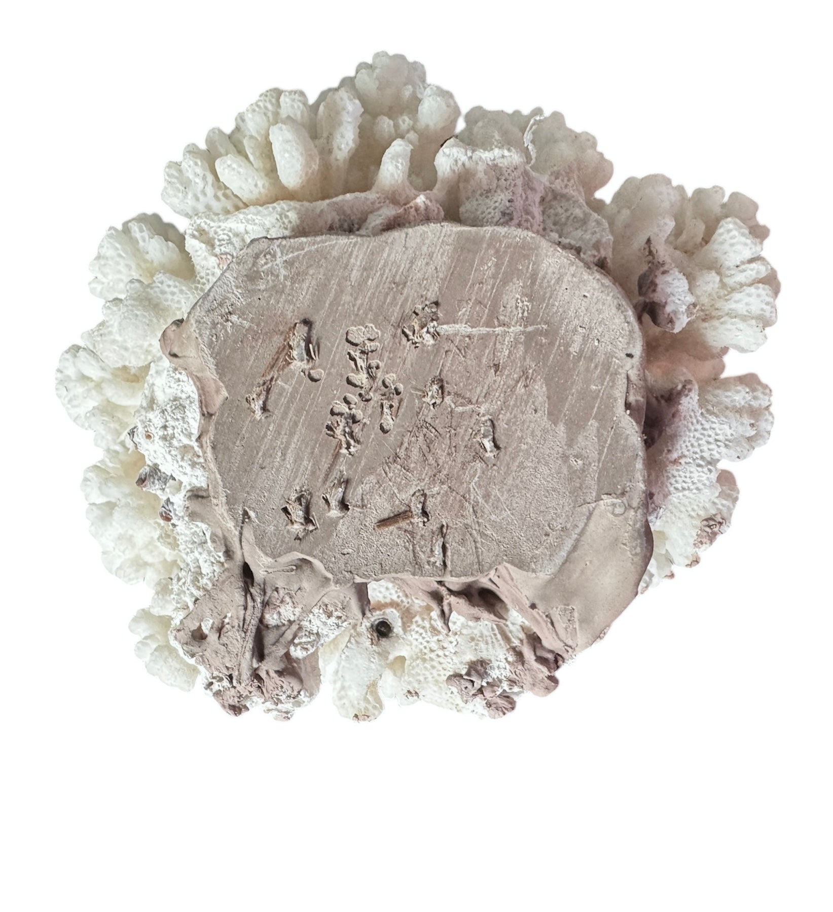 A rounded, cauliflower-like coral sculpture in an off-white hue. It consists of several tightly packed, bulbous lobes with a highly granular, pebbled texture that creates a soft, cloud-like appearance.