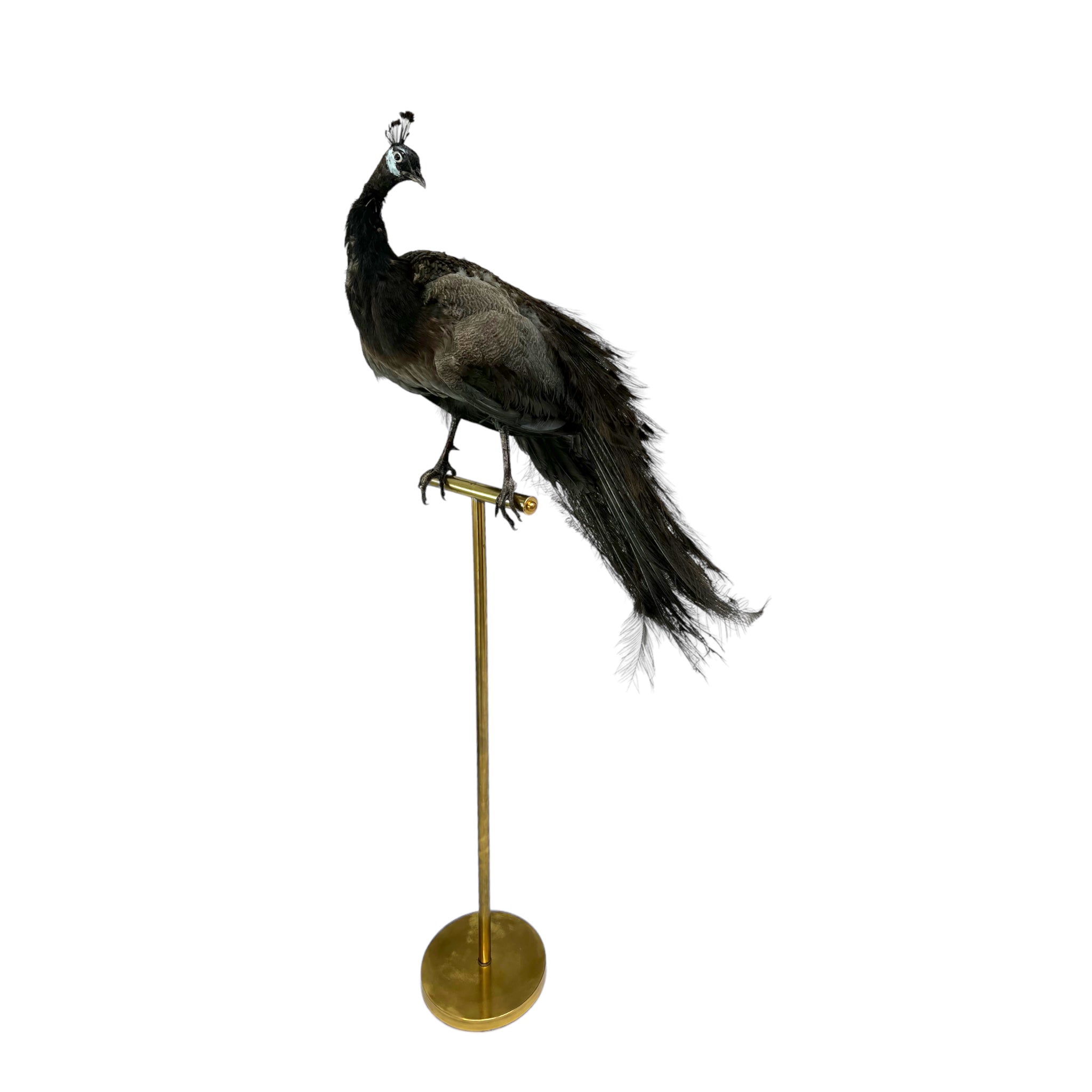 taxidermy peacock austin
taxidermy
taxidermy austin
peacock austin

Plumes

peacock

living room

life size

Large art

Home

female

feathers

Brass

birds

bird

Art

mounted

Sculpture

sculptural

bohemian

Boho

feminine

peacock taxidermy

Texas

Green

gray
