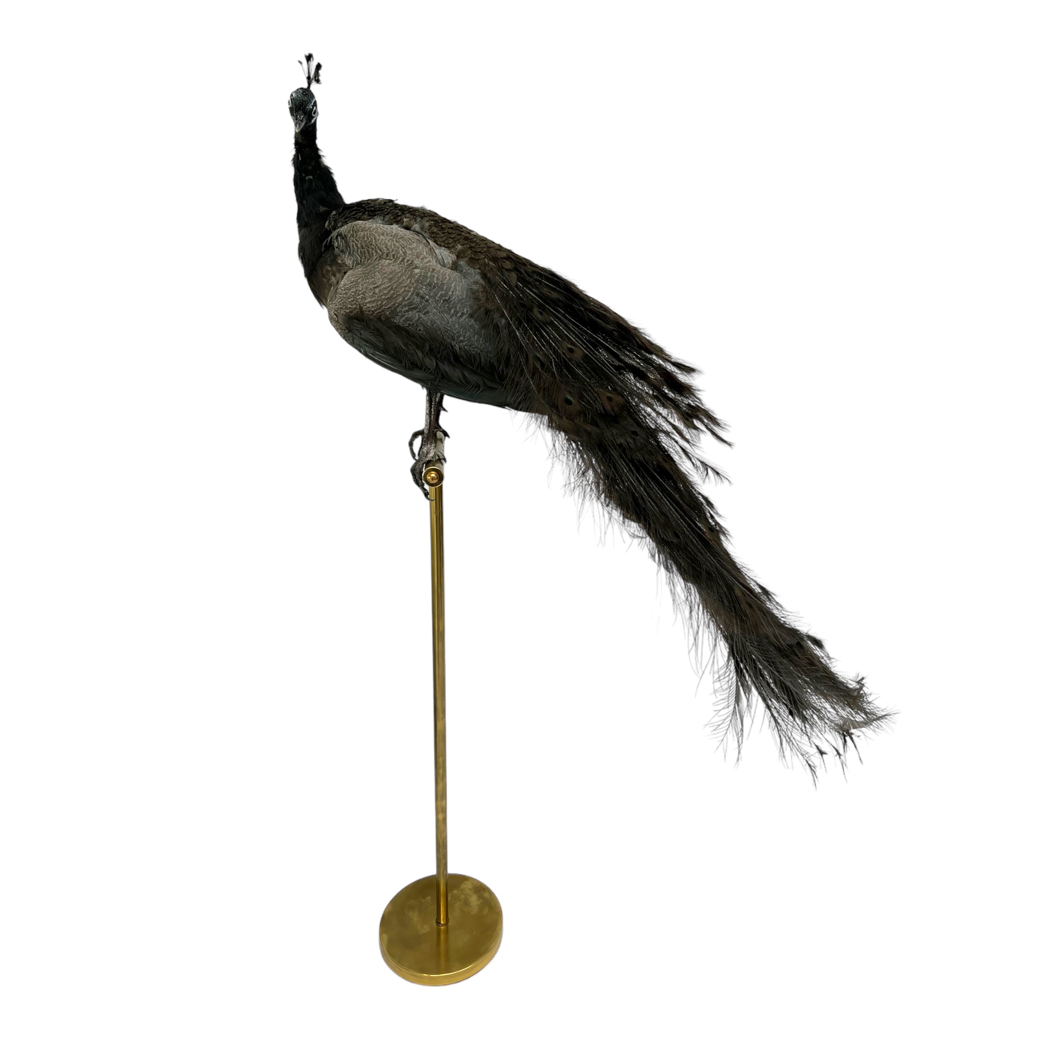 taxidermy

Plumes

peacock

living room

life size

Large art

Home

female

feathers

Brass

birds

bird

Art

mounted

Sculpture

sculptural

bohemian

Boho

feminine

peacock taxidermy

Texas

Green

gray